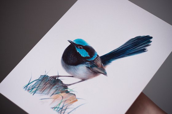 Superb Fairywren - Bird Portrait