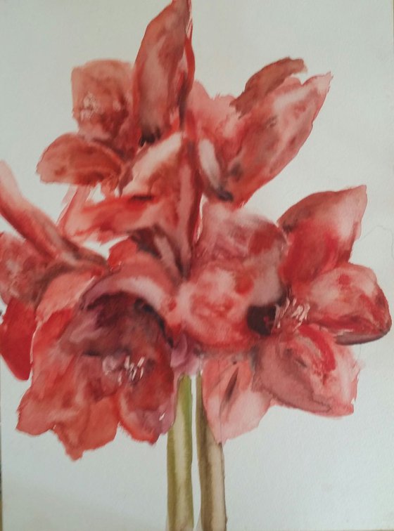 Amaryllis