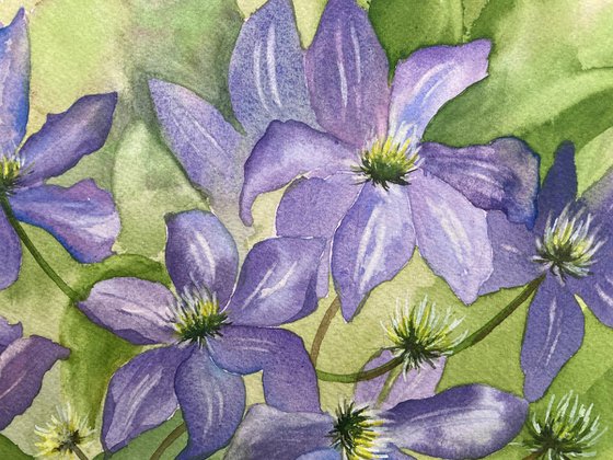 Blue Clematis
