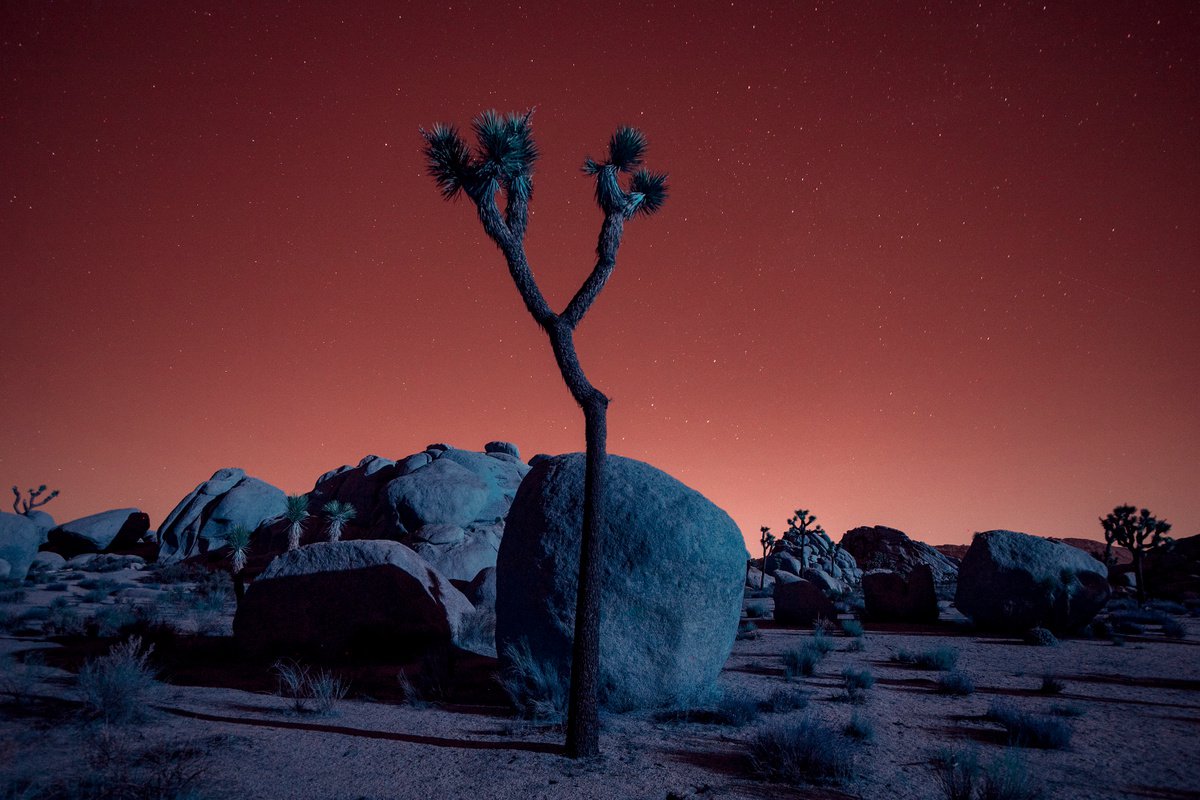 Joshua Tree under The Strawberry Moon by Mark Hannah