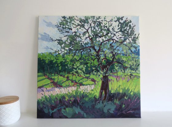 Olive Tree and Vineyard