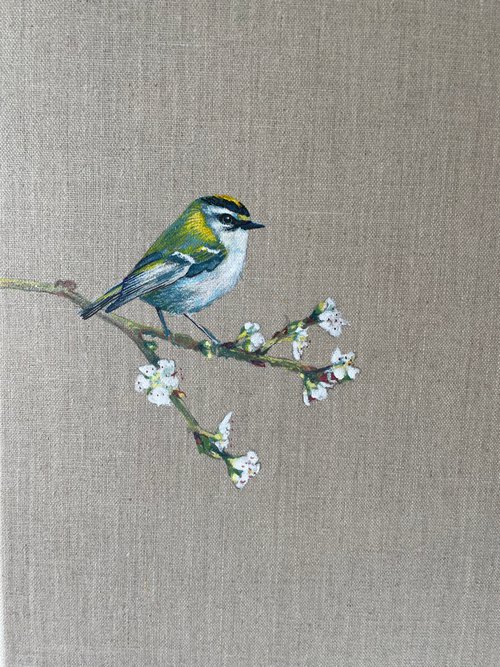 Gold Crest on White Blossoms by Hannah  Bruce