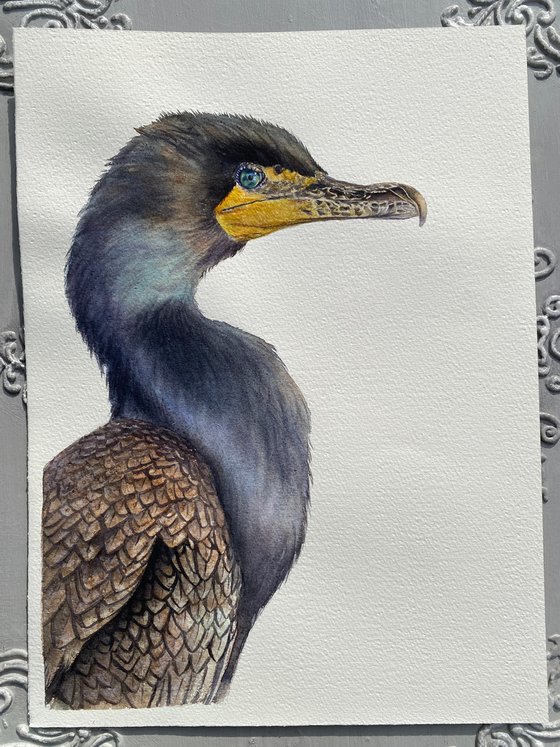 Great cormorant, bird portrait