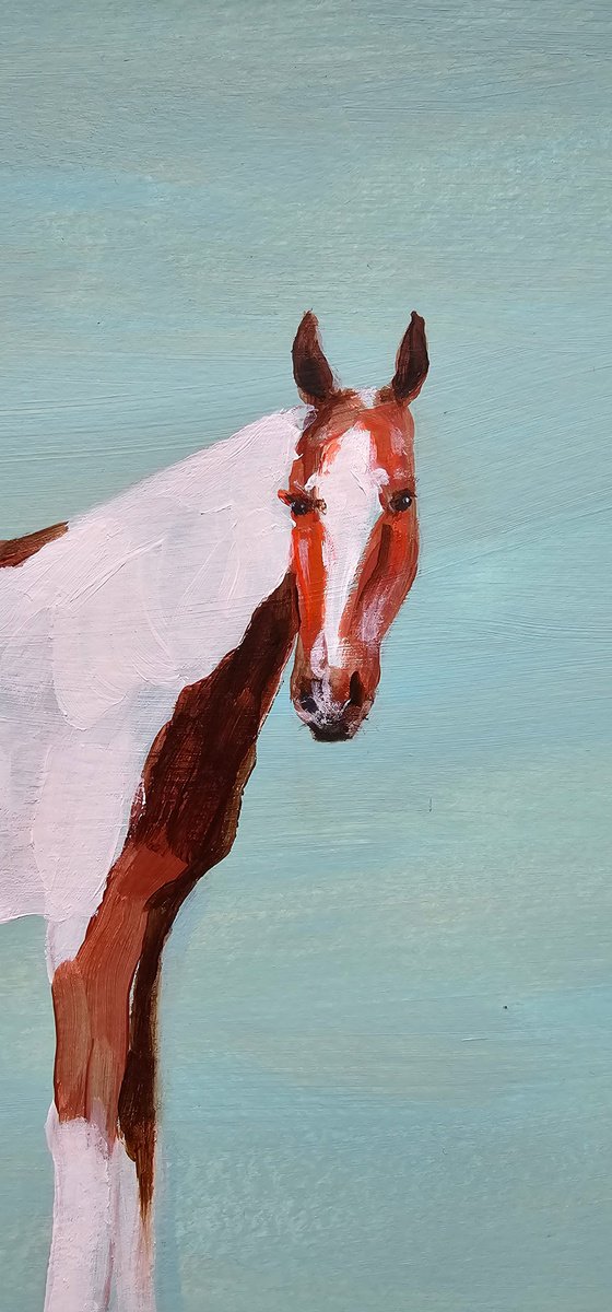 Pinto horse on aqua blue