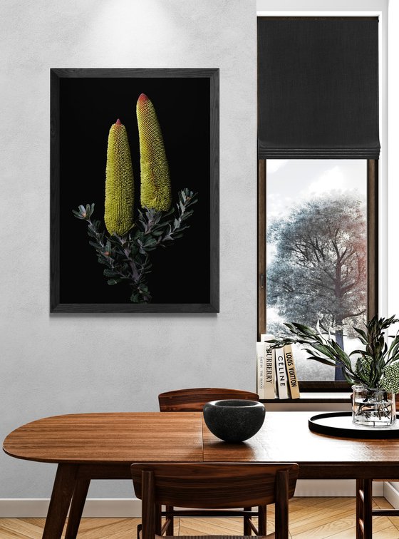 Cut-Leaf Banksia