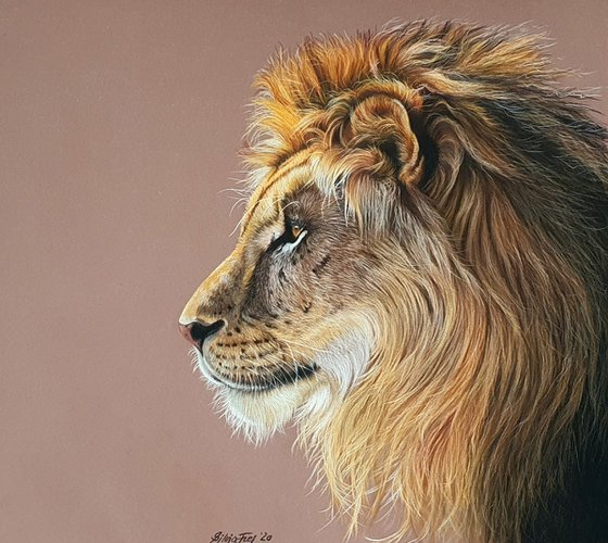 Lion portrait "In the evening sun"