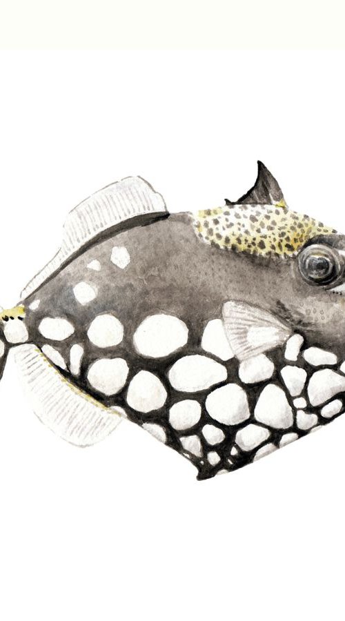 Clown Triggerfish Original Watercolor by Lauren Rogoff