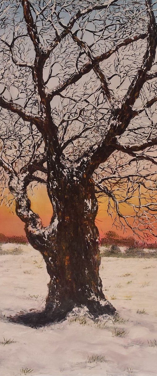 Winter Oak by Hazel Thomson
