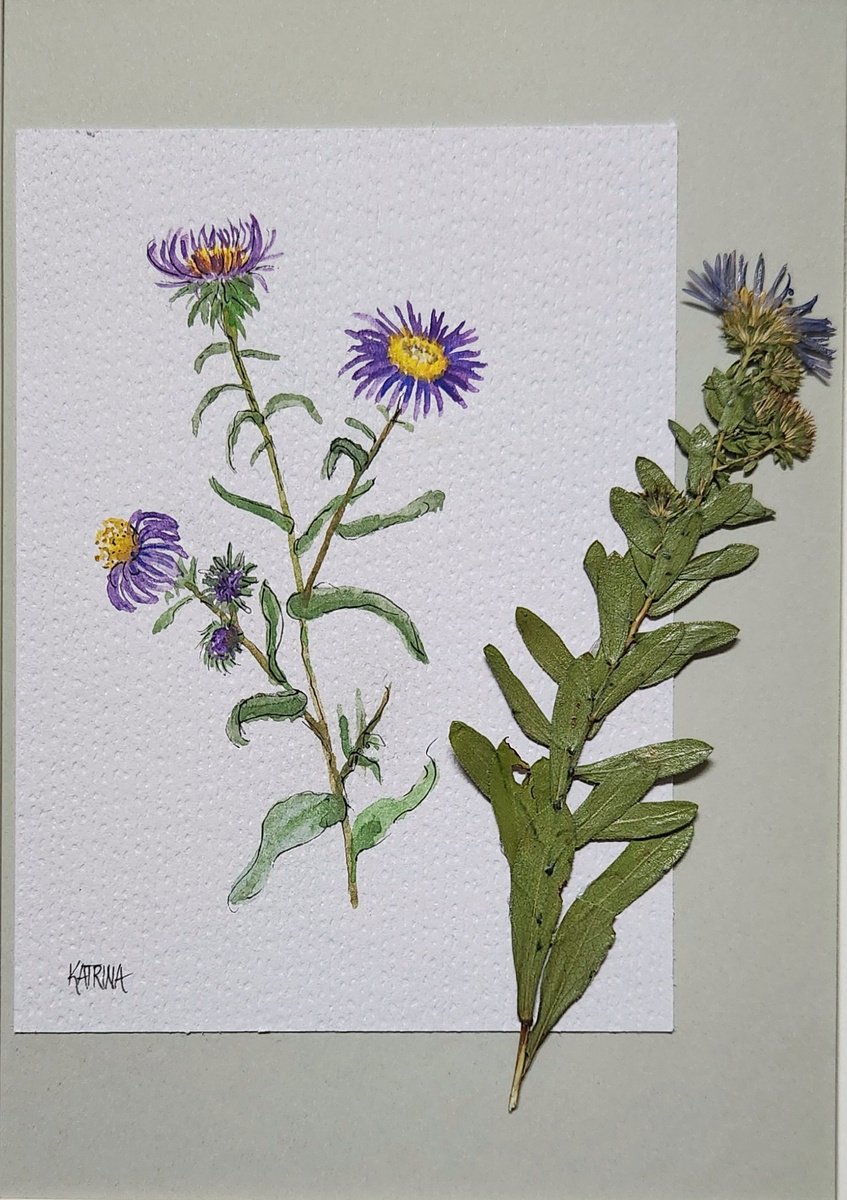 Blue Aster by Katrina Case