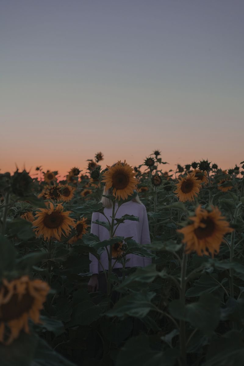 Summertime. Lost in sunflowers - Limited Edition 1 of 10 by Inna Mosina