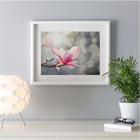 Magnolia Blossoms - Beauty Of Spring - Pink Magnolias - Blooming Flower Magnolia  - Springtime