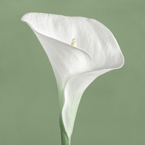 Calla Lily III