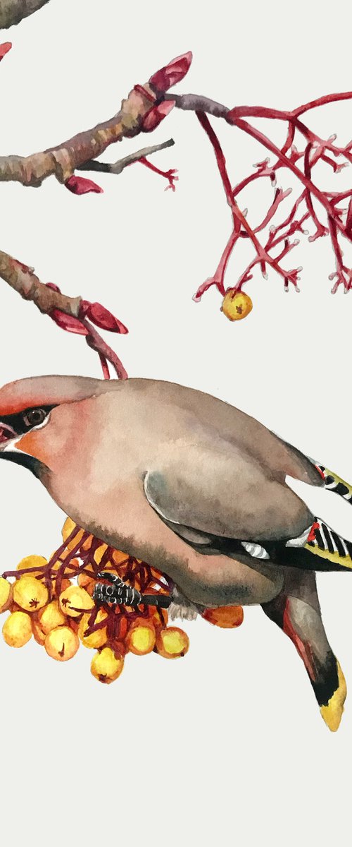 Waxwing by Lisa Lennon