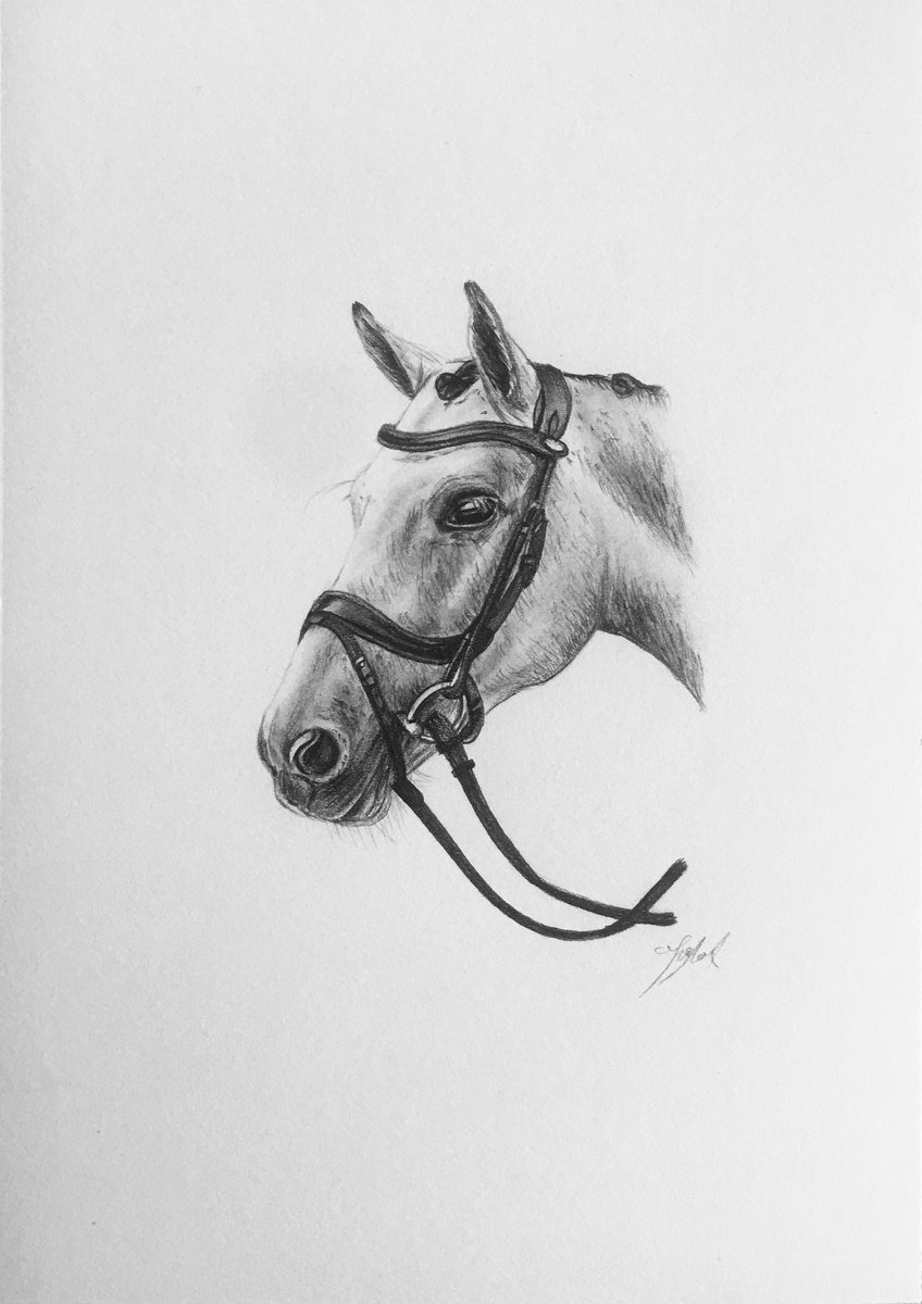 Horse by Amelia Taylor