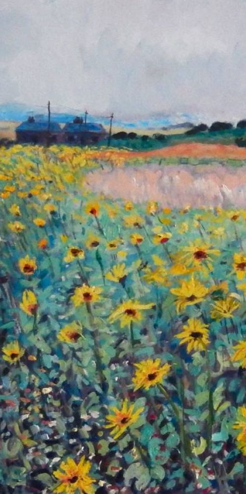 Sunflowers Near St Monans, Fife by Stephen Howard Harrison