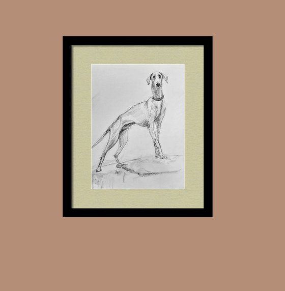 The Indian Mudhol hound Dog