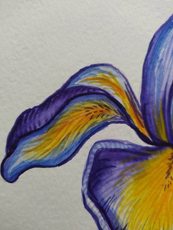 Summer colors - watercolor, iris, flowers, flower, graphics, violet flowers, watercolor flowers