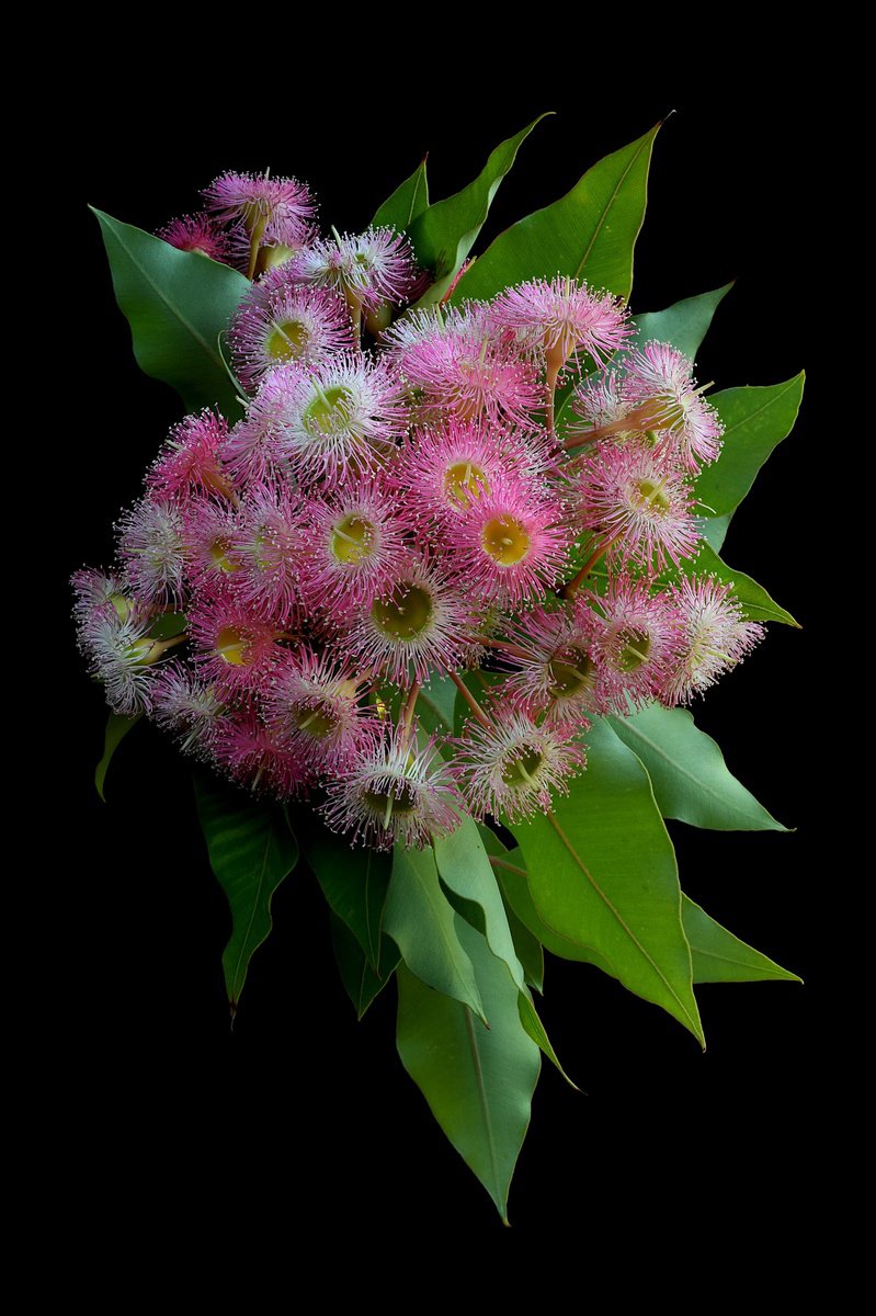 Photorealistic Photograph , Corymbia Precious Pearl By Nadia Culph, 24 X 35, Artwork For Sale On Artfinder