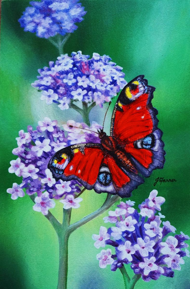Peacock Butterfly on Verbena 5 x 7.5 inch by Jayne Farrer