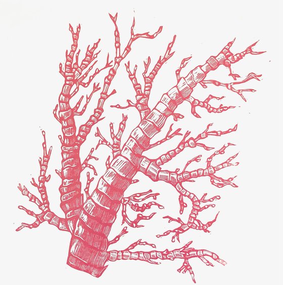 Coral, Coral