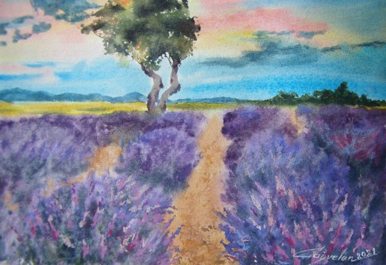 The fields of lavender