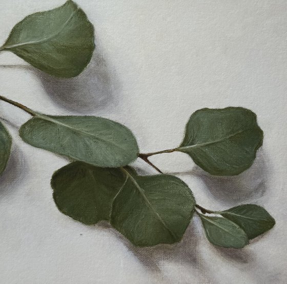 Eucalyptus Study