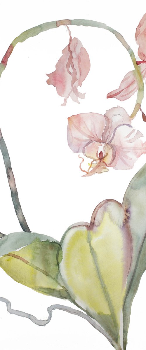 Orchid No. 8 by Elizabeth Becker
