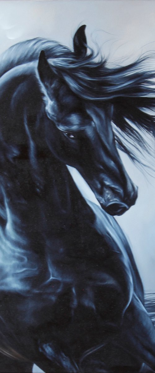 Friesian by Marie Madej