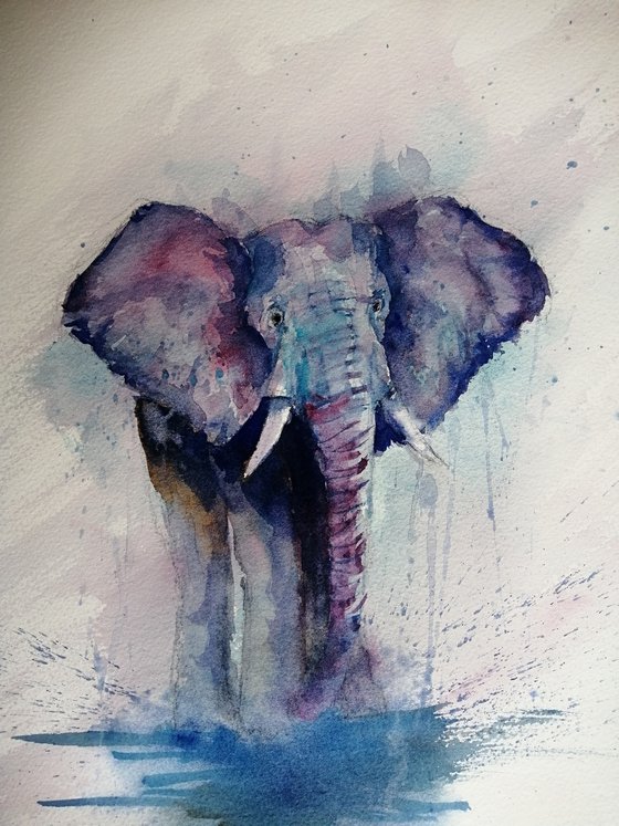 elephant 6