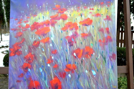 Field poppies