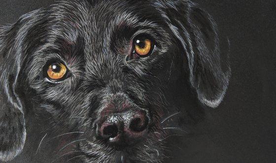 "Patiently Waiting"     Black Labrador portrait (Original Painting)