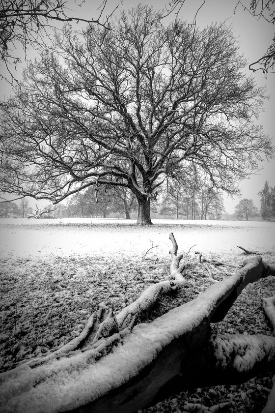 Snow on the fallen tree