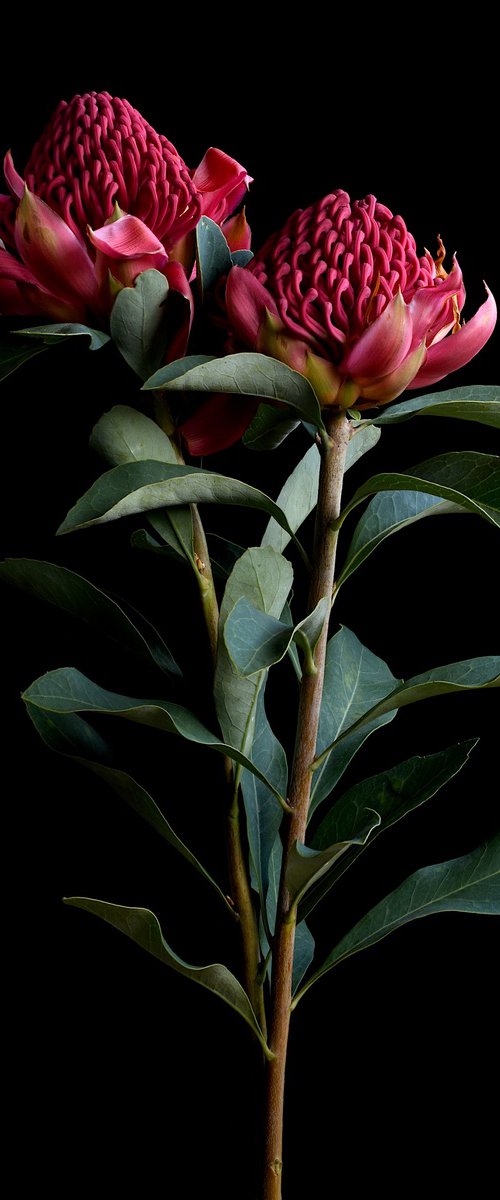 Waratah by Nadia Culph