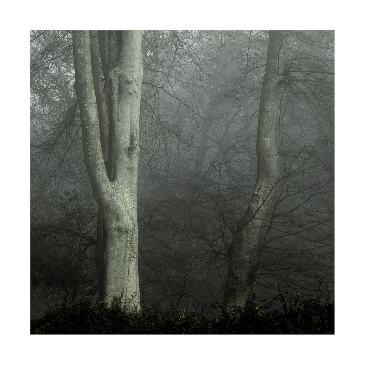 New Forest 2014-III by David Baker