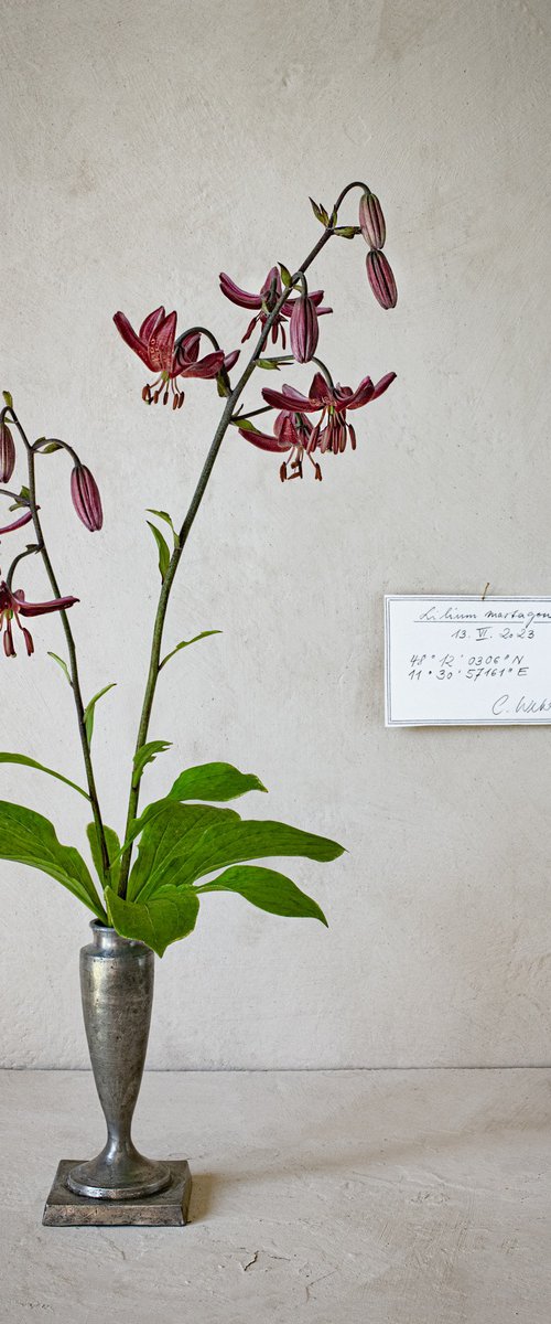 Lilium martagon by Cornelia Weber