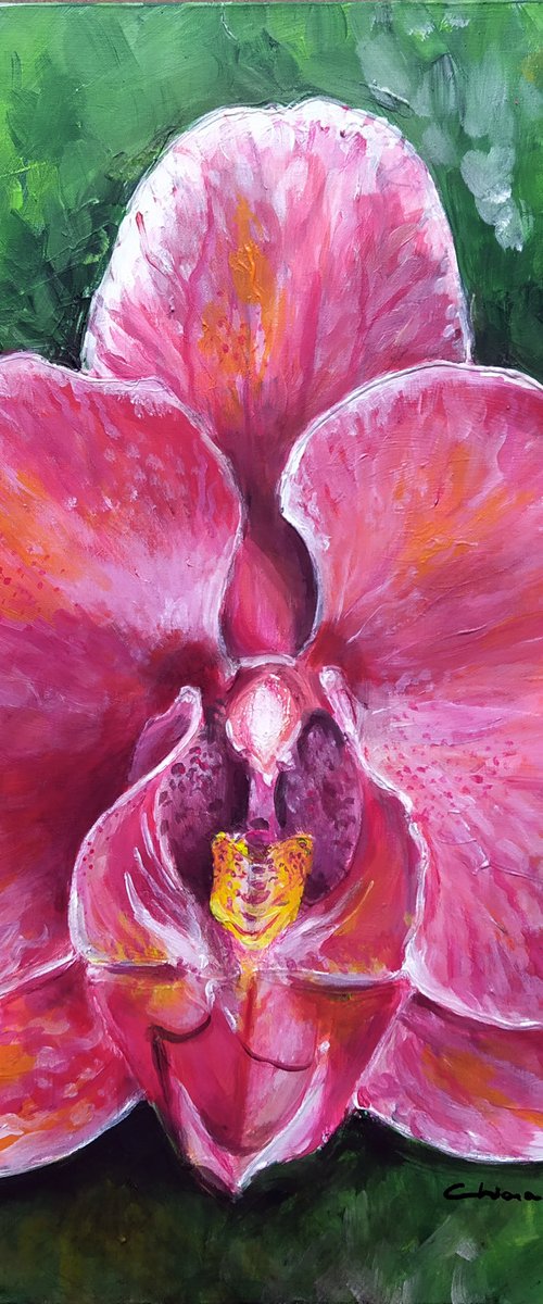 Orchidea rosa by Chiara Schiavetta