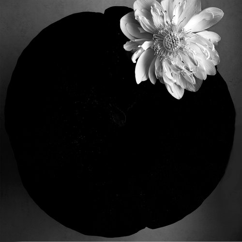 PLATE#006-Lotus- by Keiichiro Muramatsu