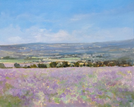 Lavender Fields