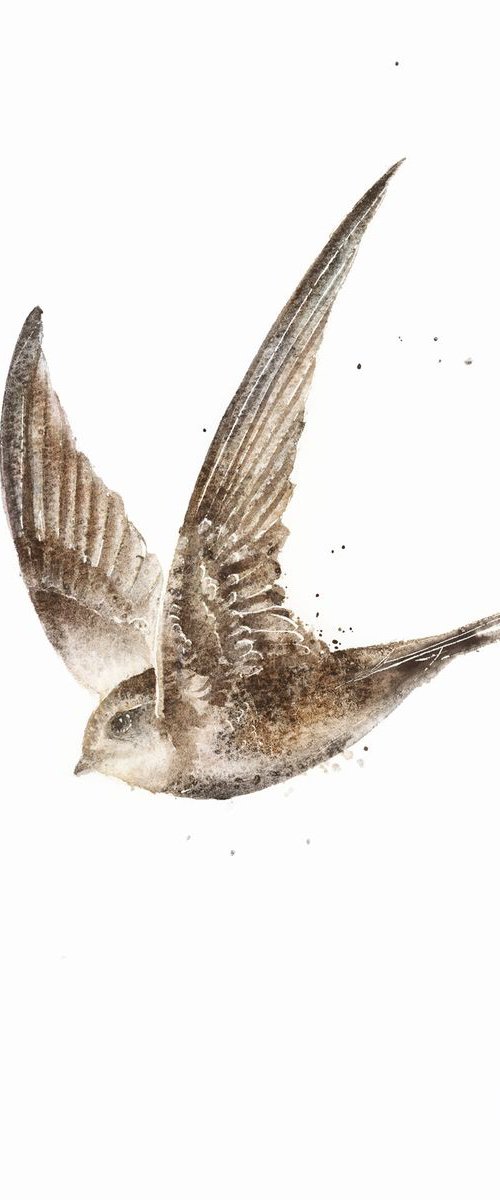 Swift, wildlife, birds watercolours by Karolina Kijak