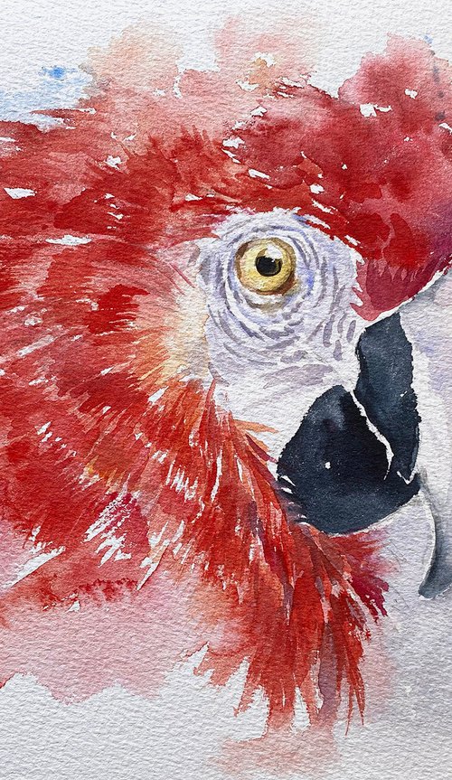 Red Macaw by Arti Chauhan
