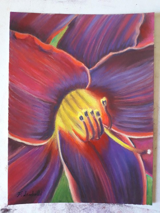 Red purple lily