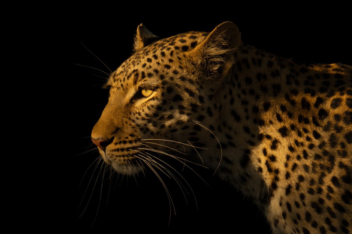 Photorealistic Animal Photograph By Nick Dale, 53 X 38", Shadow Cat, Original Artwork