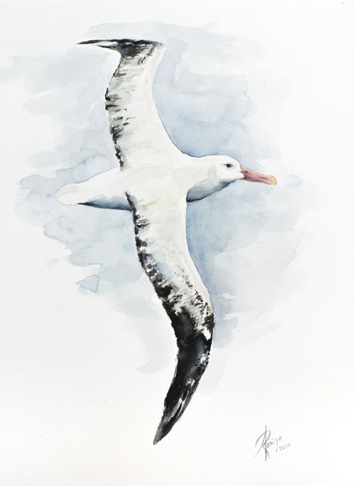 Wandering Albatross (Diomedea exulans) by Andrzej Rabiega