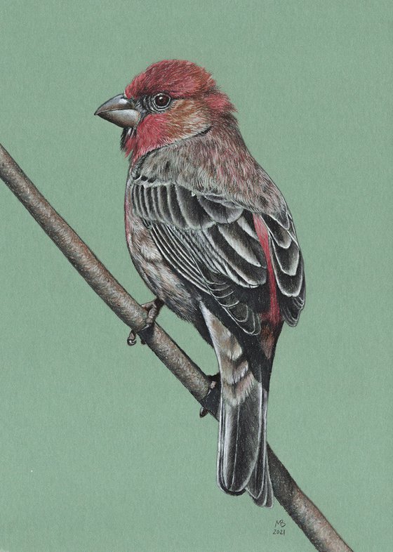 Original pastel drawing bird "House finch"
