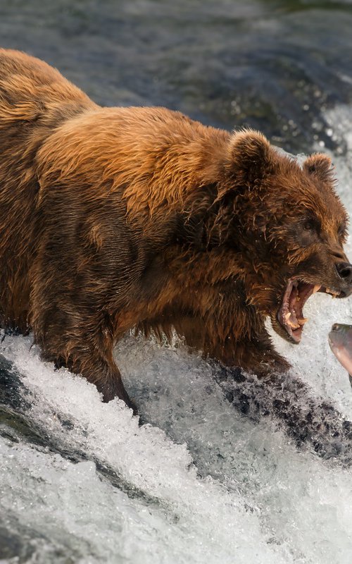 Bear Gills by Nick Dale