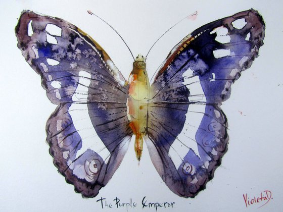 The Purple Emperor (Apatura Iris)