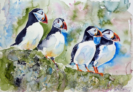 Puffins on the stone