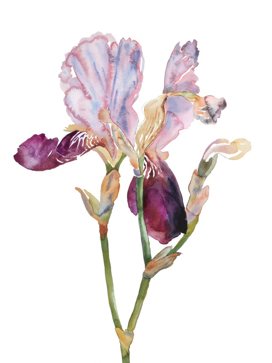 Expressive Botanical Watercolour By Elizabeth Becker, 23 X 30, Iris No. 198, Original Artwork