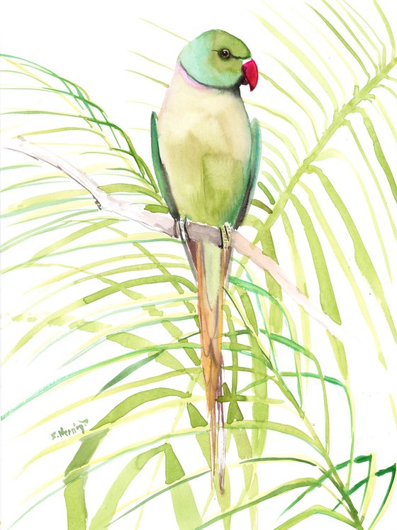 Rose-Ringed Parakeet, Parrot