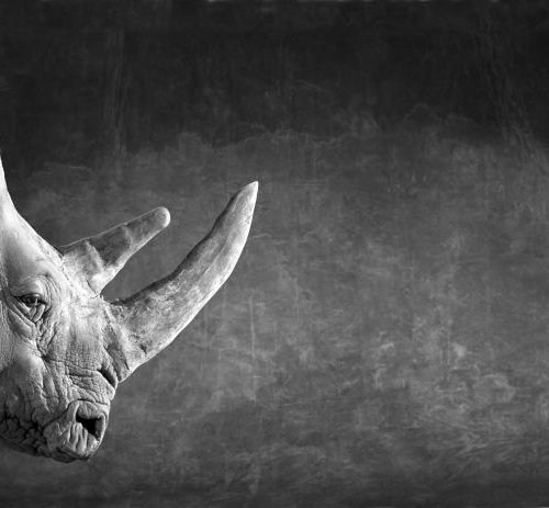 White Rhino Head by Lindsay Robertson